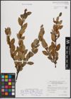 Foto von Salix foetida Schleich. ex DC. x Salix hastata L.
